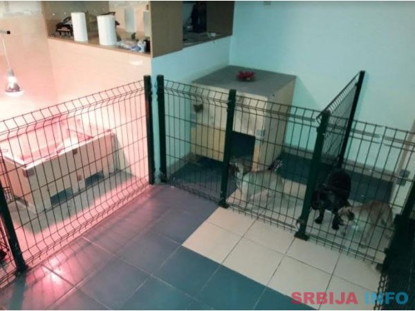 Francuski buldog stenci