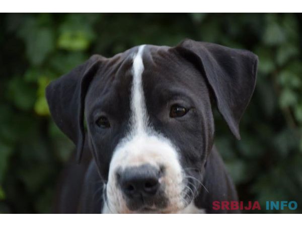 Američki stafordski terijer mu&scaron;ko &scaron;tene