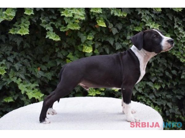 Američki stafordski terijer mu&scaron;ko &scaron;tene