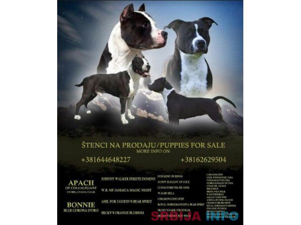 Američki stafordski terijer mu&scaron;ko &scaron;tene