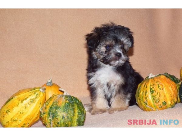 Morki stenci na prodaju