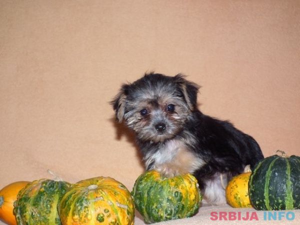 Morki stenci na prodaju