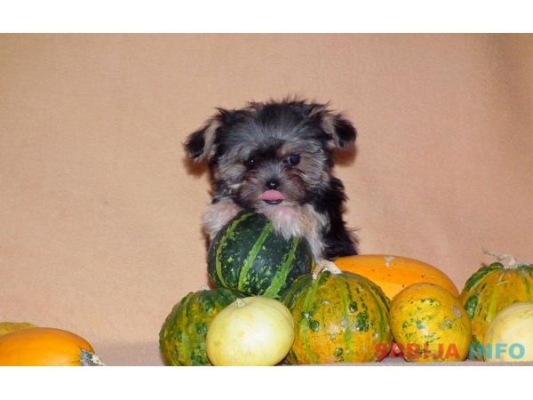 Morki stenci na prodaju