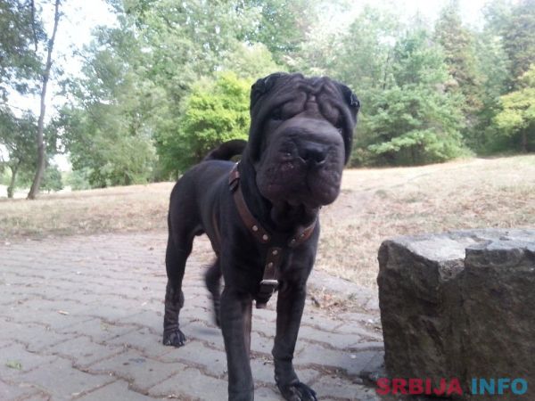 Shar Pei spreman za parenje