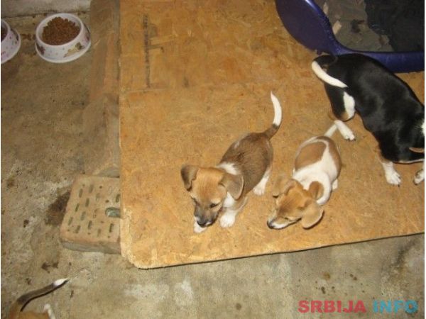 Džek Rasel terijer &scaron;tenci