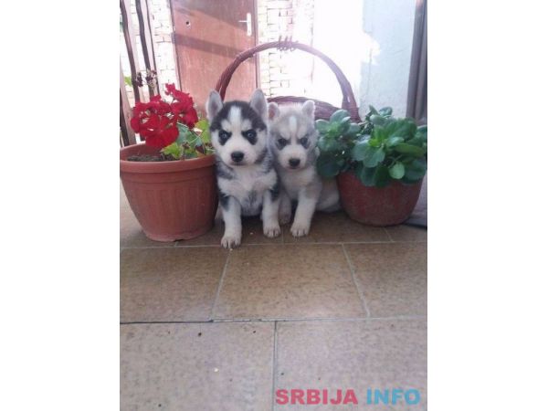 Sibirski haski stenci na prodaju