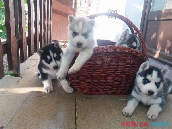 Sibirski haski stenci na prodaju