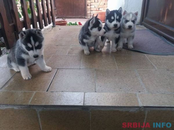 Sibirski haski stenci na prodaju