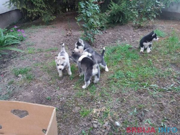 Sibirski haski stenci na prodaju