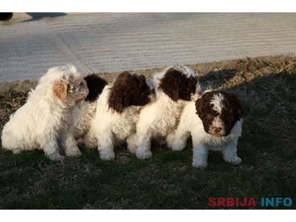 Lagoto Romanjolo &scaron;tenci
