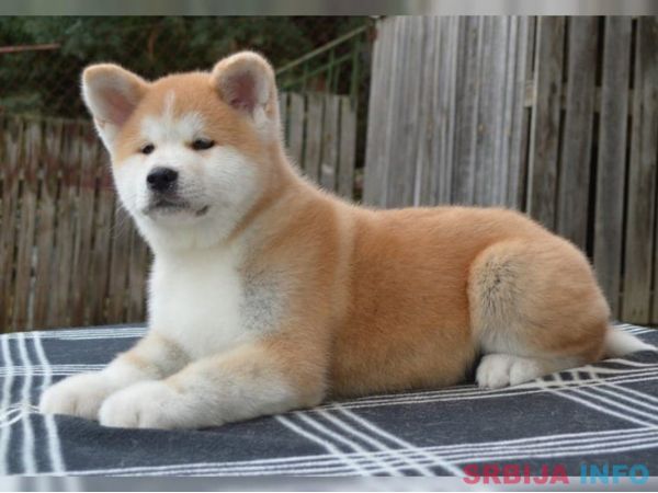 Akita inu &scaron;tene