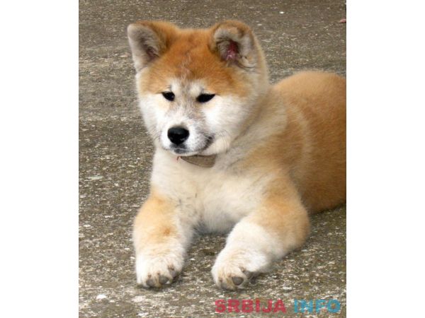 Akita inu &scaron;tene