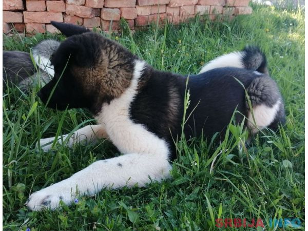 Američka akita &scaron;tenci