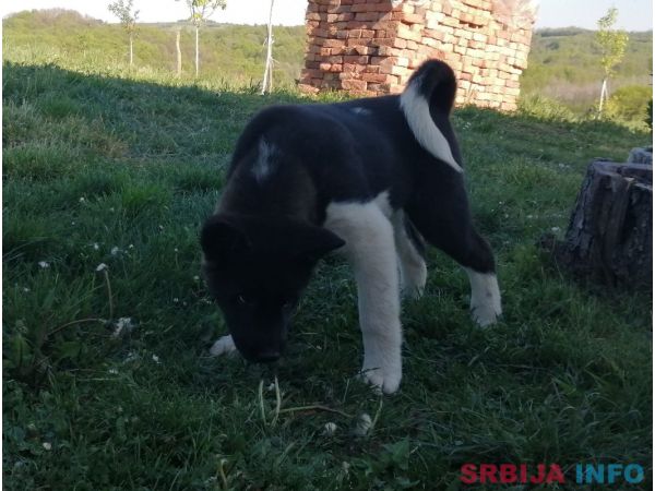 Američka akita &scaron;tenci