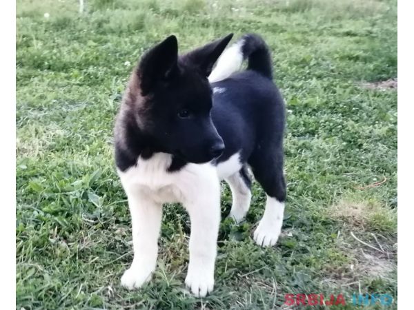 Američka akita &scaron;tenci