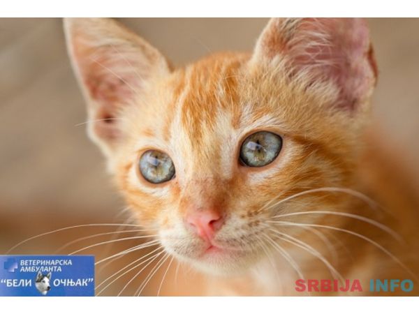 Veterinarska ambulanta Vojvode stepe