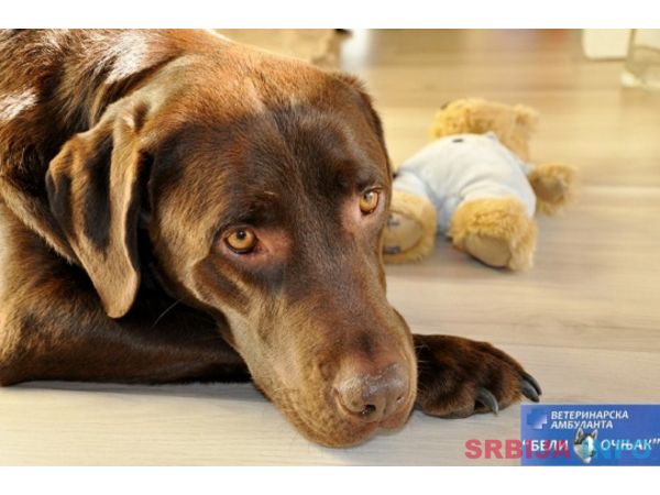 Veterinarska ambulanta Vojvode stepe