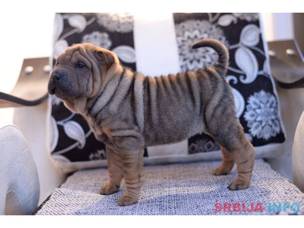 &Scaron;ar pej &scaron;tenci