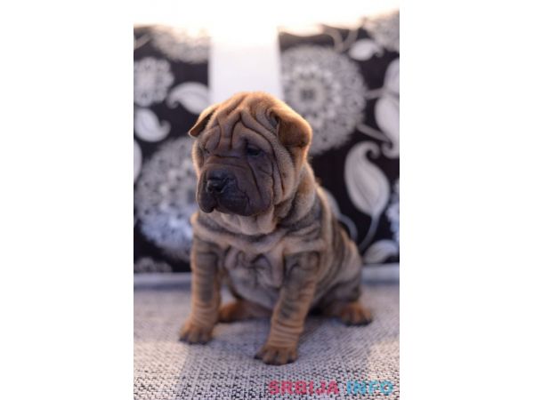 &Scaron;ar pej &scaron;tenci