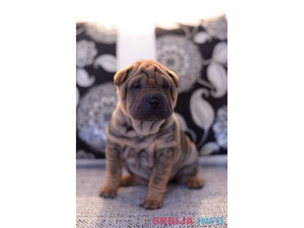 &Scaron;ar pej &scaron;tenci