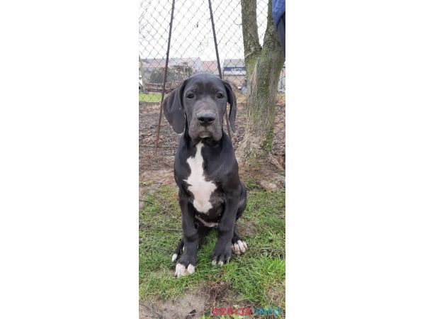 &Scaron;tenci Nemačke doge 