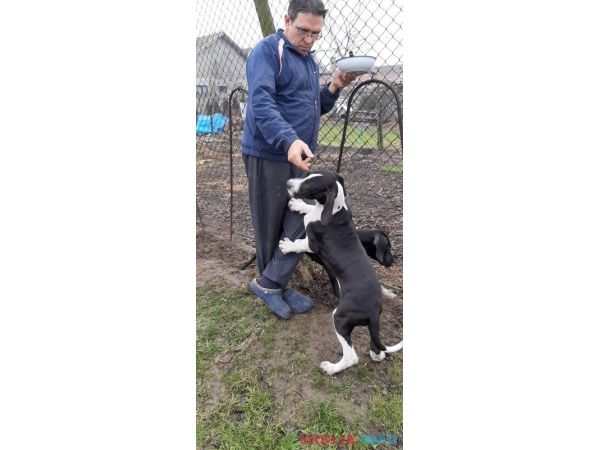 &Scaron;tenci Nemačke doge 