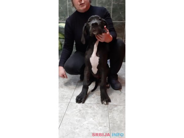 &Scaron;tenci Nemačke doge 