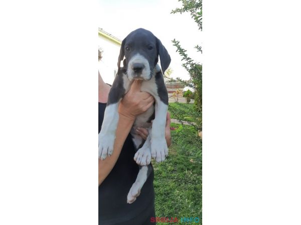 &Scaron;tenci Nemačke doge 