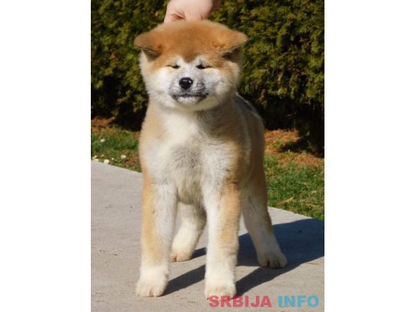 Japanska akita &scaron;tenci