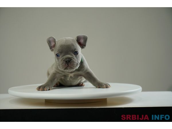 Francuski buldog &scaron;tenci
