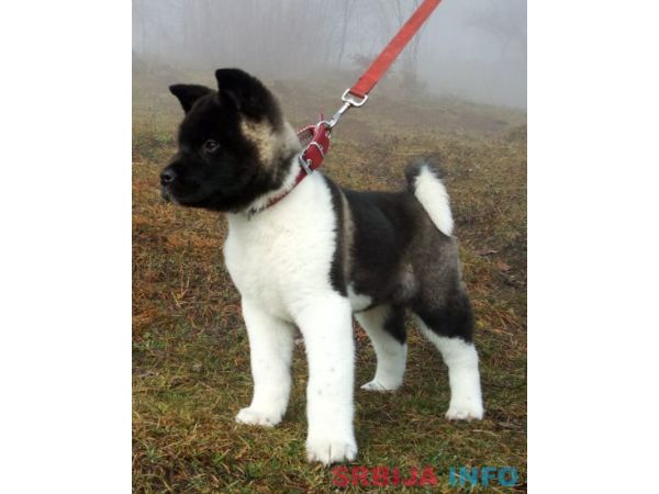 Americka akita