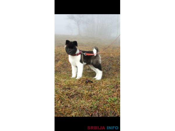 Americka akita