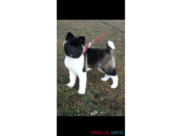 Americka akita