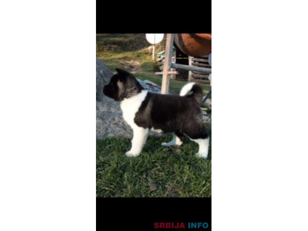 Americka akita