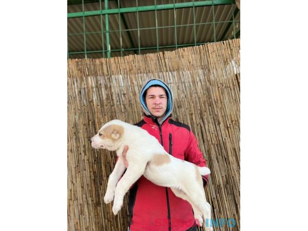 Srednjeazijski ovčar (Azijat) štenci