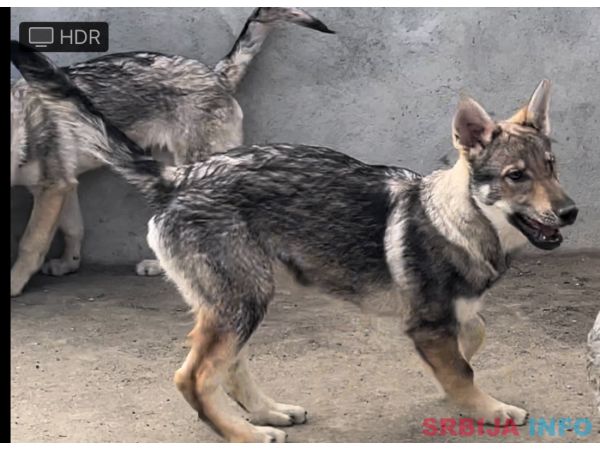 Čehoslovački vučiji pas - štenci na prodaju