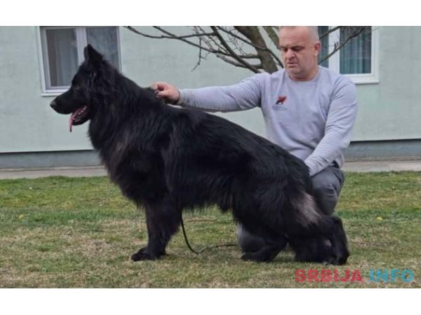 Nemački Ovčar štenci duge dlake