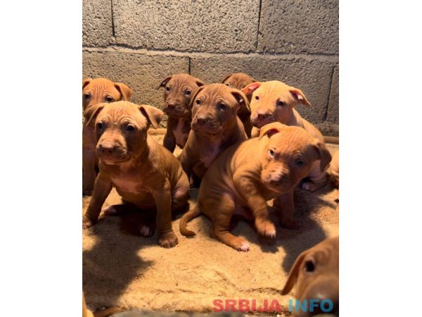 Američki Pitbul &scaron;tenci na prodaju