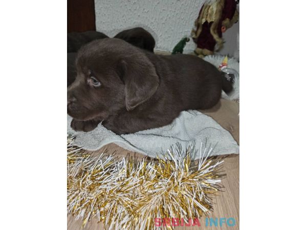 Cokoladni stenci Labrador retriver