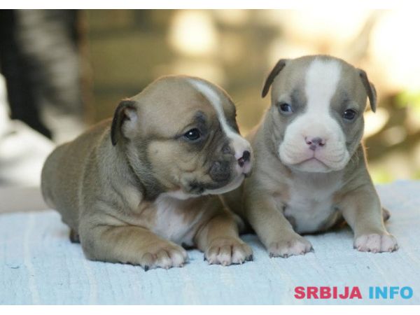 American bully (Američki buli)