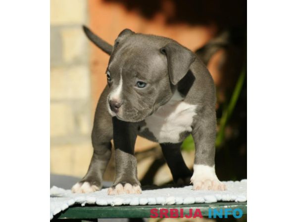 American bully (Američki buli)