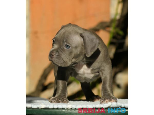 American bully (Američki buli)