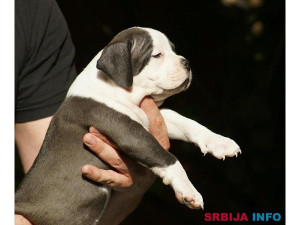 American bully (Američki buli)