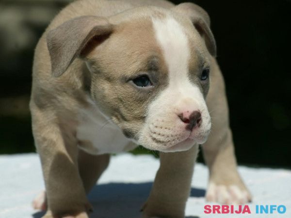 American bully (Američki buli)