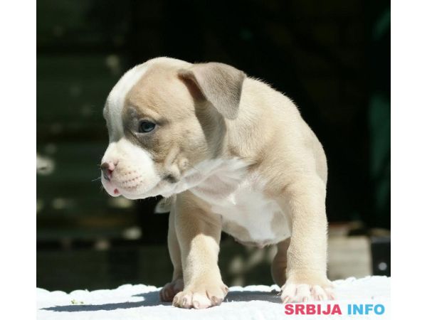 American bully (Američki buli)