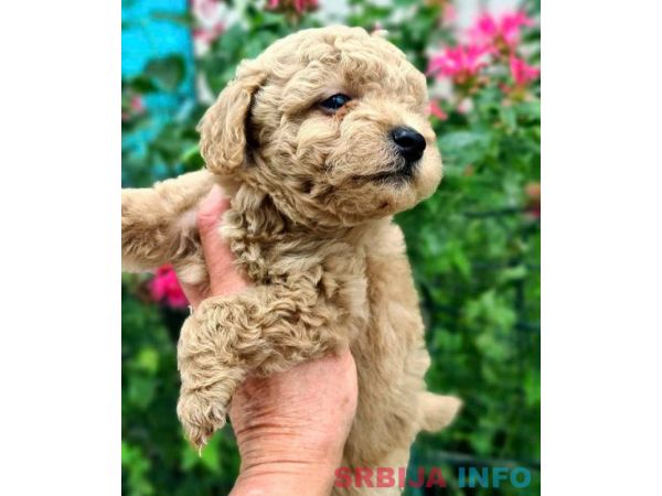 Toy mini aprikot PUDLA
