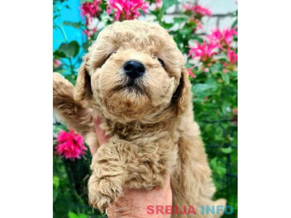 Toy mini aprikot PUDLA