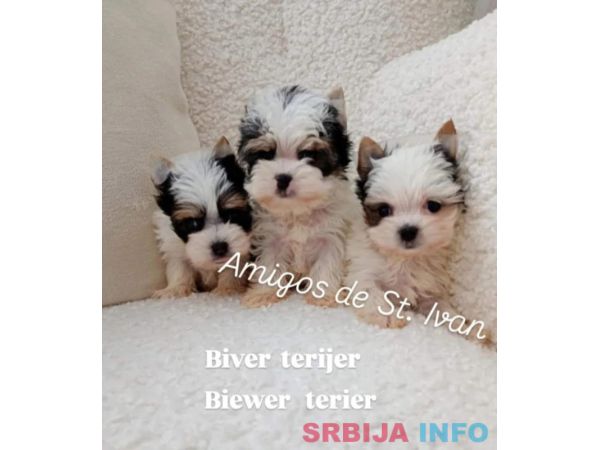 Biver terijer, biewer, jorksirski terijer, mini jorki 
