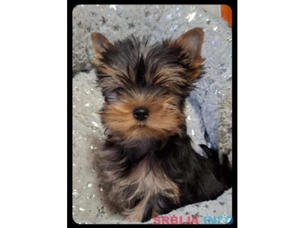 Biver terijer, biewer, jorksirski terijer, mini jorki 