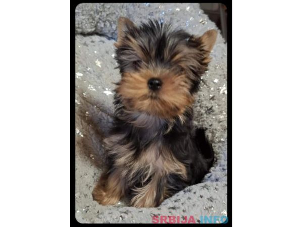 Biver terijer, biewer, jorksirski terijer, mini jorki 